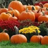 DuBois Farms Pick-Your-Own photo