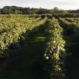 DuBois Farms Pick-Your-Own photo