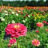 DuBois Farms Pick-Your-Own photo