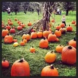 DuBois Farms Pick-Your-Own photo