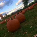 DuBois Farms Pick-Your-Own photo