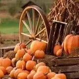 DuBois Farms Pick-Your-Own photo