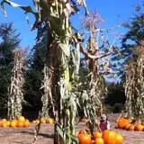 Milburn's Haunted Manor