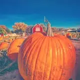 U Pick Red Barn photo