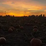 U Pick Red Barn photo