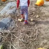 U Pick Red Barn photo