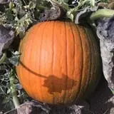 U Pick Red Barn photo