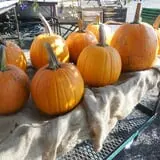 Godlewsky Farms photo