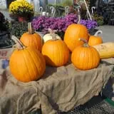 Godlewsky Farms photo