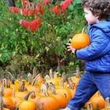 Conway Scenic Railroad Pumpkin Patch Express photo