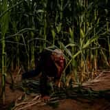 The Hollows at Brookdale Farms
