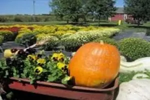 Armand's Harper Valley Farms PYO Pumpkins