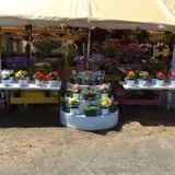 B & F Vegetables photo