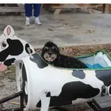 Ocoee Valley Farms Fall Festival & River Maze photo