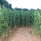 Ocoee Valley Farms Fall Festival & River Maze photo