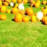 Sanderson Gardens photo