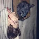 Haunted In Hillsboro photo