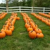 Eagle Fork Farms Pumpkins & Gifts photo