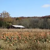 Eagle Fork Farms Pumpkins & Gifts photo