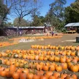 Eagle Fork Farms Pumpkins & Gifts photo