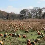 Eagle Fork Farms Pumpkins & Gifts photo