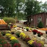 Eagle Fork Farms Pumpkins & Gifts photo