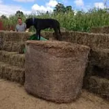 Mulberry Corners Pumpkin Patch photo