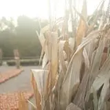 Mulberry Corners Pumpkin Patch photo