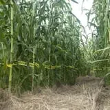 Mulberry Corners Pumpkin Patch photo