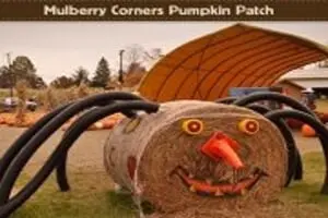 Mulberry Corners Pumpkin Patch