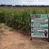 Chaney's Dairy Barn photo
