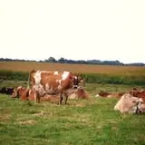 Chaney's Dairy Barn photo