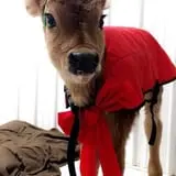 Chaney's Dairy Barn photo