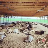 Chaney's Dairy Barn photo