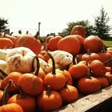 Chaney's Dairy Barn photo