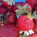 Spicer Orchards Farm Market & Winery photo