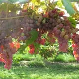 Spicer Orchards Farm Market & Winery photo