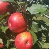 Spicer Orchards Farm Market & Winery photo