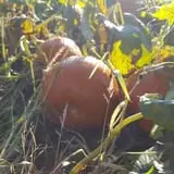 Catalpa Grove Farm photo
