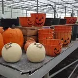 Catalpa Grove Farm photo