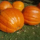 Catalpa Grove Farm photo