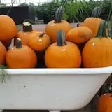 Catalpa Grove Farm photo