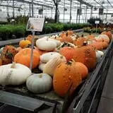 Catalpa Grove Farm photo