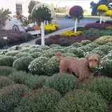 Catalpa Grove Farm photo