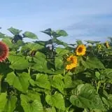 Catalpa Grove Farm photo