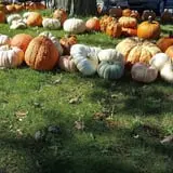 Catalpa Grove Farm photo