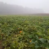 Catalpa Grove Farm photo