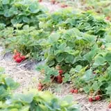 Catalpa Grove Farm photo