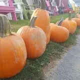 Catalpa Grove Farm photo