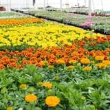 Catalpa Grove Farm photo